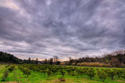 Clementines orchard under the clouds