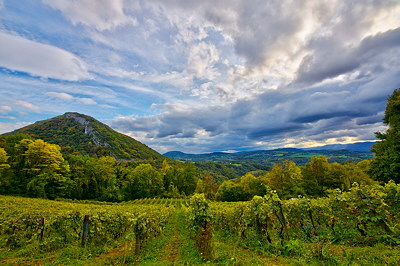 Big sky over the autumn vineyard