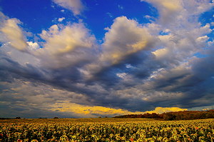 sunflower field landscape photograph